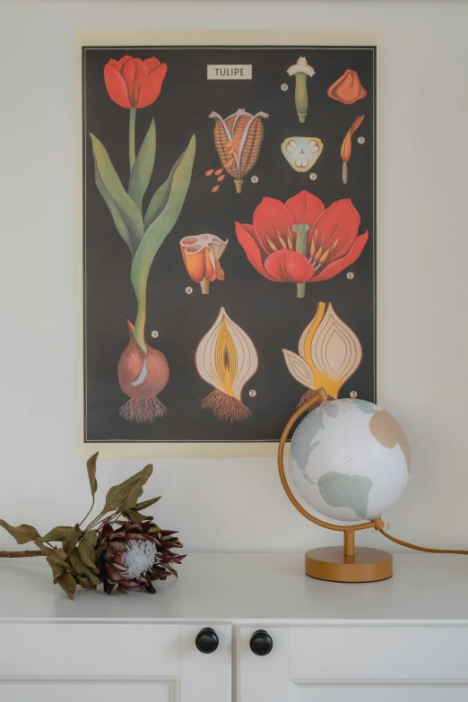 a globe sitting on top of a white dresser, poster art, by Maria Sibylla Merian, tulip, lights, productphoto, brown