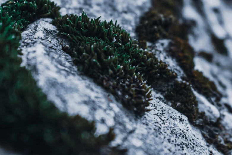 a close up of a plant growing on a rock, a macro photograph, inspired by Elsa Bleda, unsplash, mossy buildings, cold texture, protophyta, music video