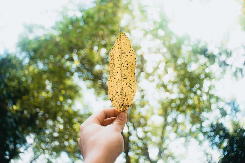 a person holding a yellow leaf in their hand, by Jan Rustem, visual art, low angle shot, leaf green, crispy quality, decoration