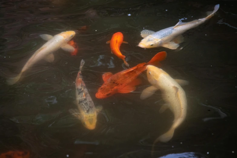 a group of koi fish swimming in a pond, by Carey Morris, pexels contest winner, medium format. soft light, family dinner, gold, 15081959 21121991 01012000 4k