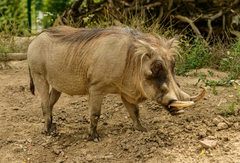 a warthog is standing in the dirt, pexels contest winner, sumatraism, anthropomorphic warrior piglet, manbearpig, a cozy, a blond