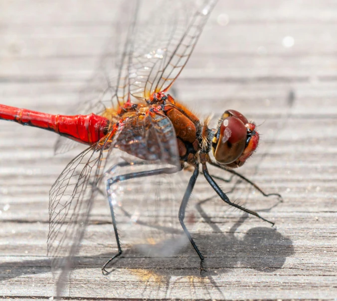 a close up of a dragonfly on a wooden surface, by Adam Marczyński, pexels contest winner, hurufiyya, vibrant red, having fun in the sun, slide show, high angle shot