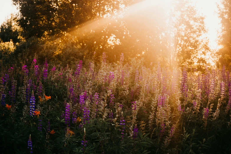 a field of flowers with the sun shining through the trees, pexels contest winner, butterflies and sunrays, cottagecore, golden hour lighing, purple and red flowers