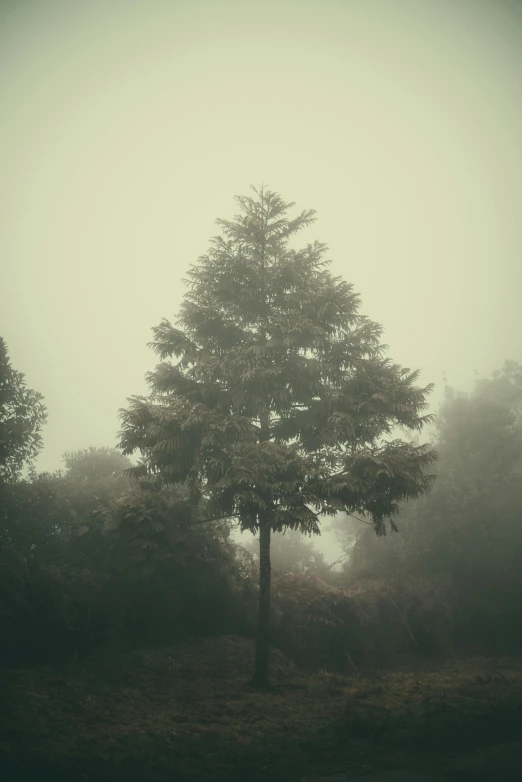 a lone tree in the middle of a foggy forest, a picture, inspired by Elsa Bleda, misty ghost town, ((trees))