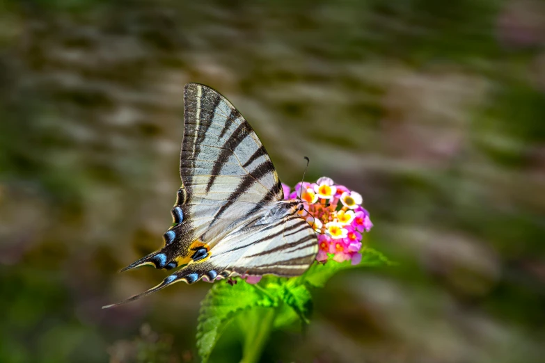 a close up of a butterfly on a flower, by Andries Stock, fan favorite, soft focus hdr 8 k, multicoloured, small