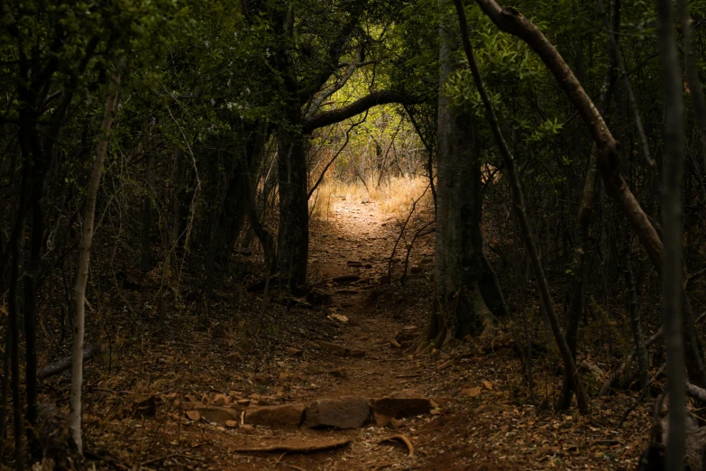 a dirt path in the middle of a forest, by Elsa Bleda, unsplash contest winner, australian tonalism, bushveld background, magic stone portal in the forest, taken in the late 2010s, hiking trail