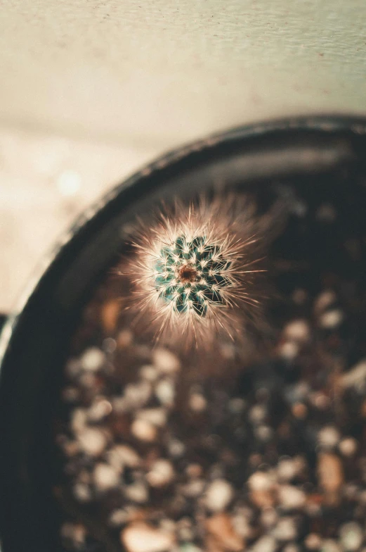 a close up of a cactus plant in a pot, a macro photograph, inspired by Elsa Bleda, pexels contest winner, full of ferrofluid, camera looking down upon, tiny firespitter, macro photography 8k