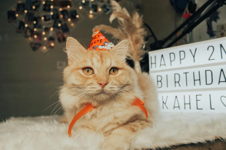 a close up of a cat wearing a birthday hat, a cartoon, pexels, orange fluffy spines, kai'sa, indoor picture, birthday cake on the ground