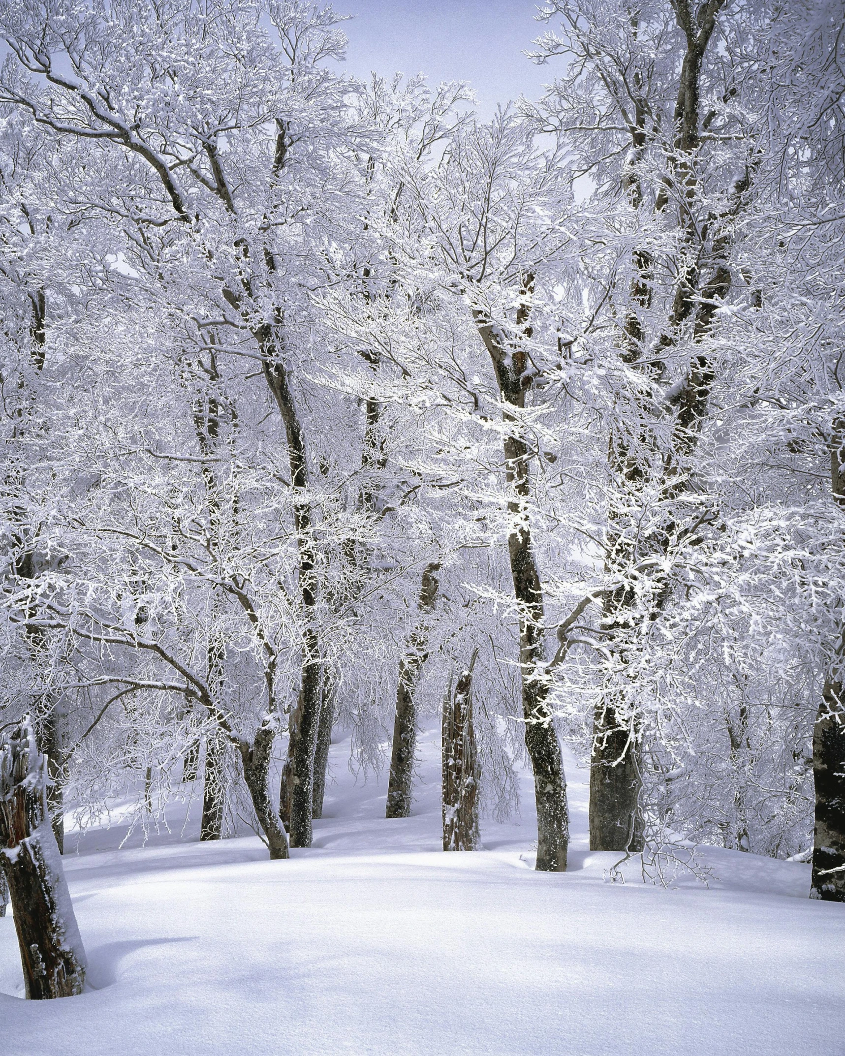 a snow covered forest filled with lots of trees, iu, ((trees)), lpoty, in 2 0 0 2