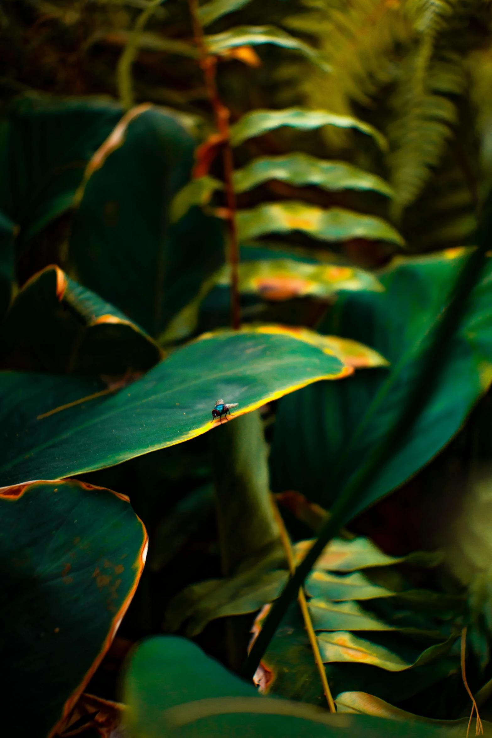 a bird sitting on top of a lush green plant, by Daniel Seghers, pexels contest winner, aerial iridecent veins, large leaves, tiny insects, shot with sony alpha 1 camera