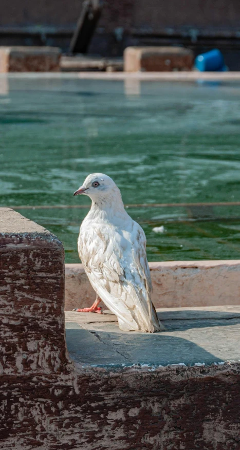 a white bird sitting on a ledge next to a pool, venice, an afghan male type, close - up photograph