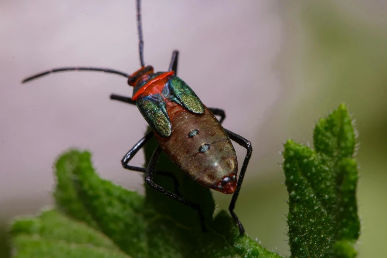 a close up of a bug on a leaf, pexels contest winner, hurufiyya, green bright red, ultra high res, halyomorpha halys, digital image