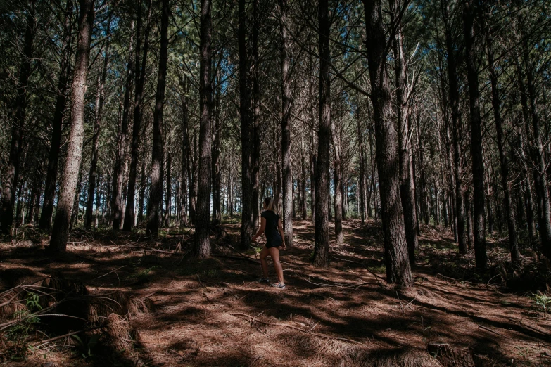 a forest filled with lots of tall trees, an album cover, by Lee Loughridge, unsplash contest winner, sydney park, ((trees)), candid photography, te pae