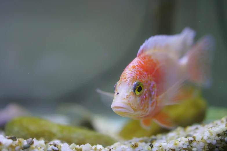 a close up of a fish in a tank, a portrait, flickr, fan favorite, instagram post, albino, taken with sony alpha 9