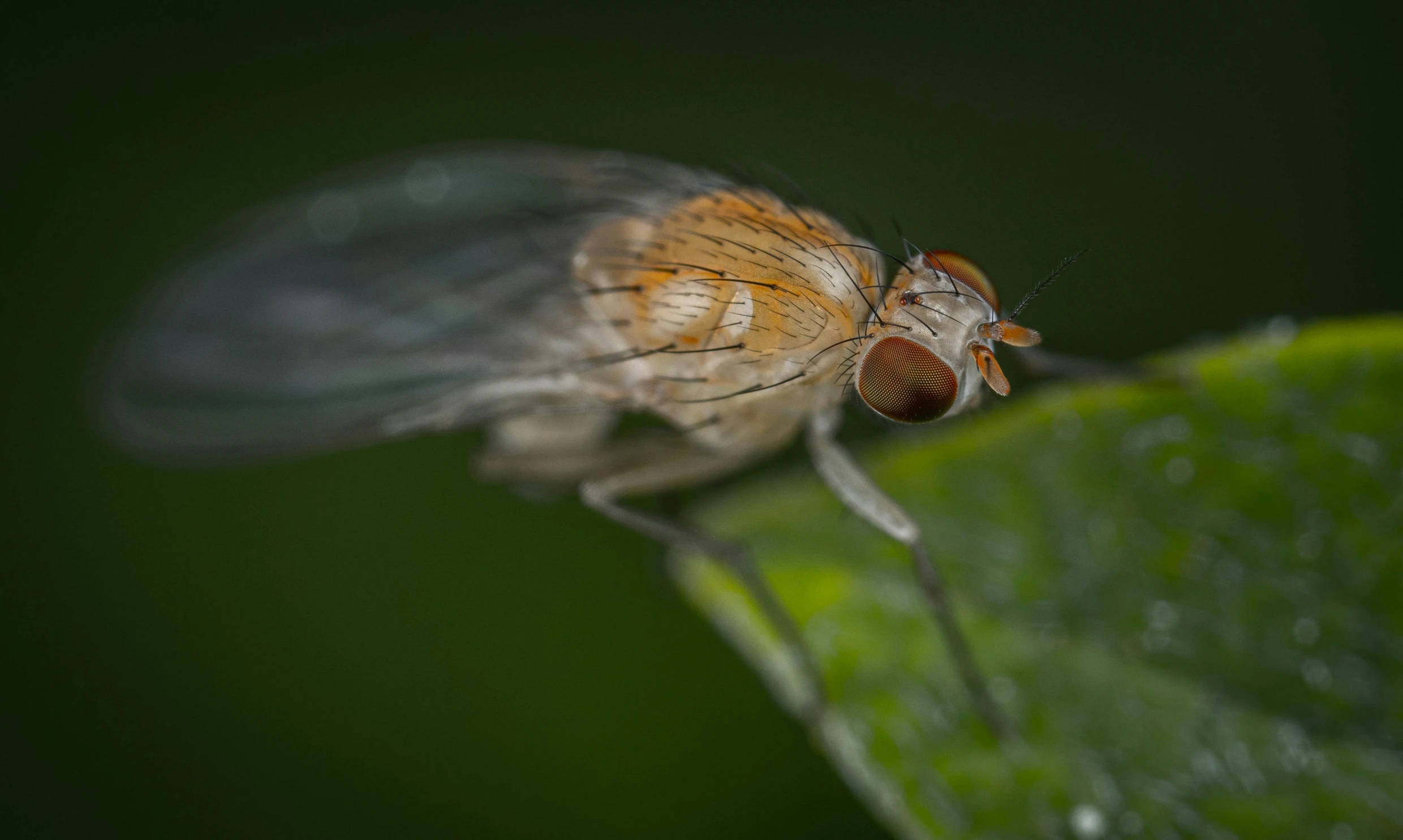 a close up of a fly on a leaf, by Jan Rustem, hurufiyya, angled shot, on a gray background, lit up