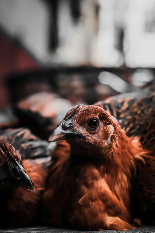 a group of chickens laying on top of each other, by Adam Marczyński, pexels contest winner, renaissance, a photograph of a rusty, profile image, red colored, black