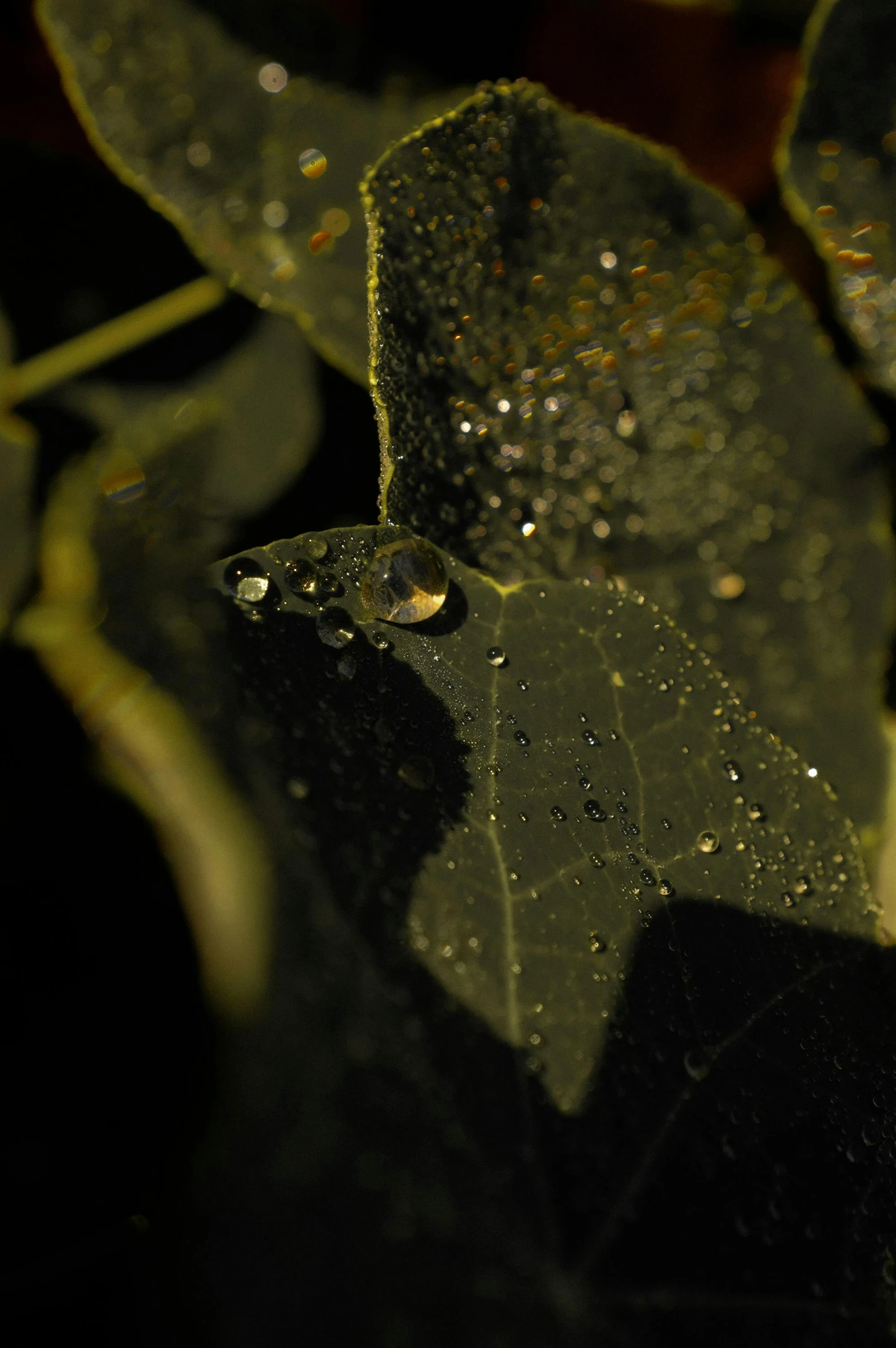 a close up of a leaf with water droplets on it, a macro photograph, by Attila Meszlenyi, photorealism, nighttime, leaves and vines, cinematic shot ar 9:16 -n 6 -g, small depth of field