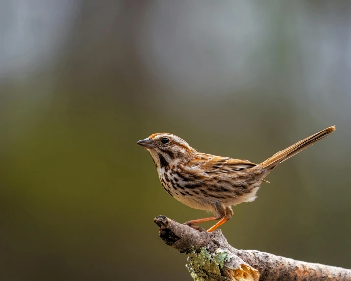 a small bird sitting on top of a tree branch, pexels contest winner, hyperrealistic sparrows, mid 2 0's female, alabama, a wooden