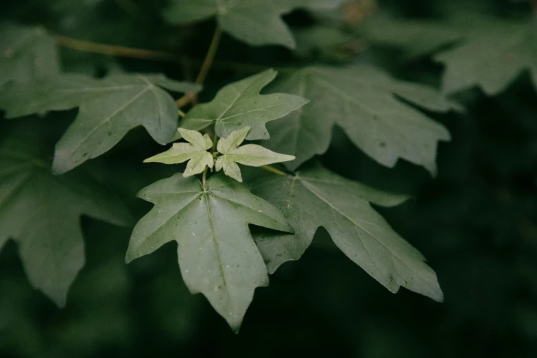 a close up of a leaf on a tree, a picture, trending on pexels, hurufiyya, muted green, maple tree, background image, alessio albi