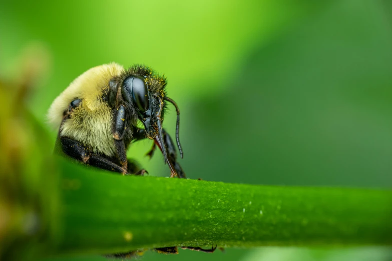 a bee sitting on top of a green plant, a macro photograph, by John Gibson, unsplash, renaissance, fan favorite, having a snack, sheltering under a leaf, slide show