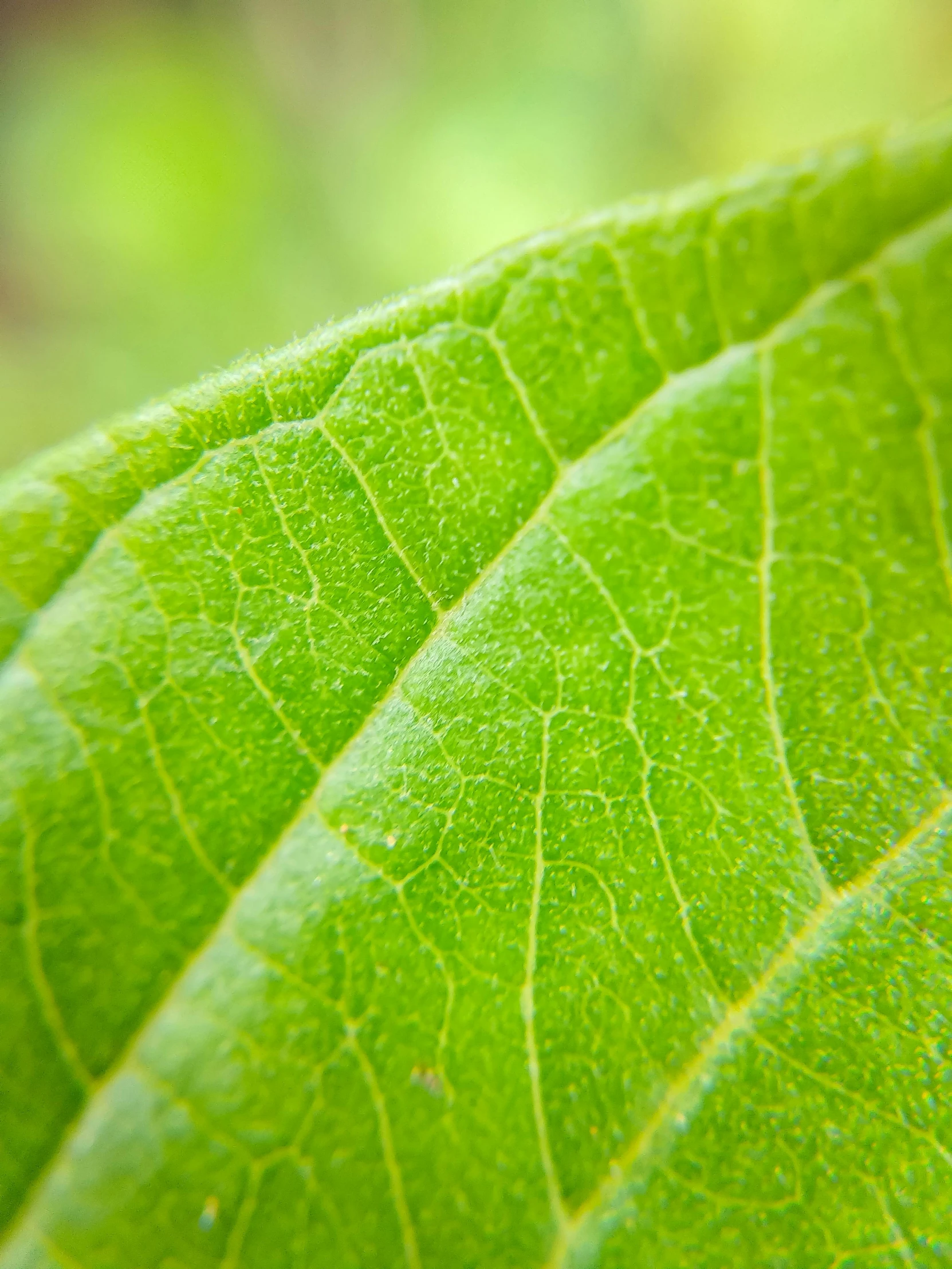 a ladybug sitting on top of a green leaf, a macro photograph, by Greg Rutkowski, atlas tree leaf texture map, light green, made of leaves, medium close - up ( mcu )