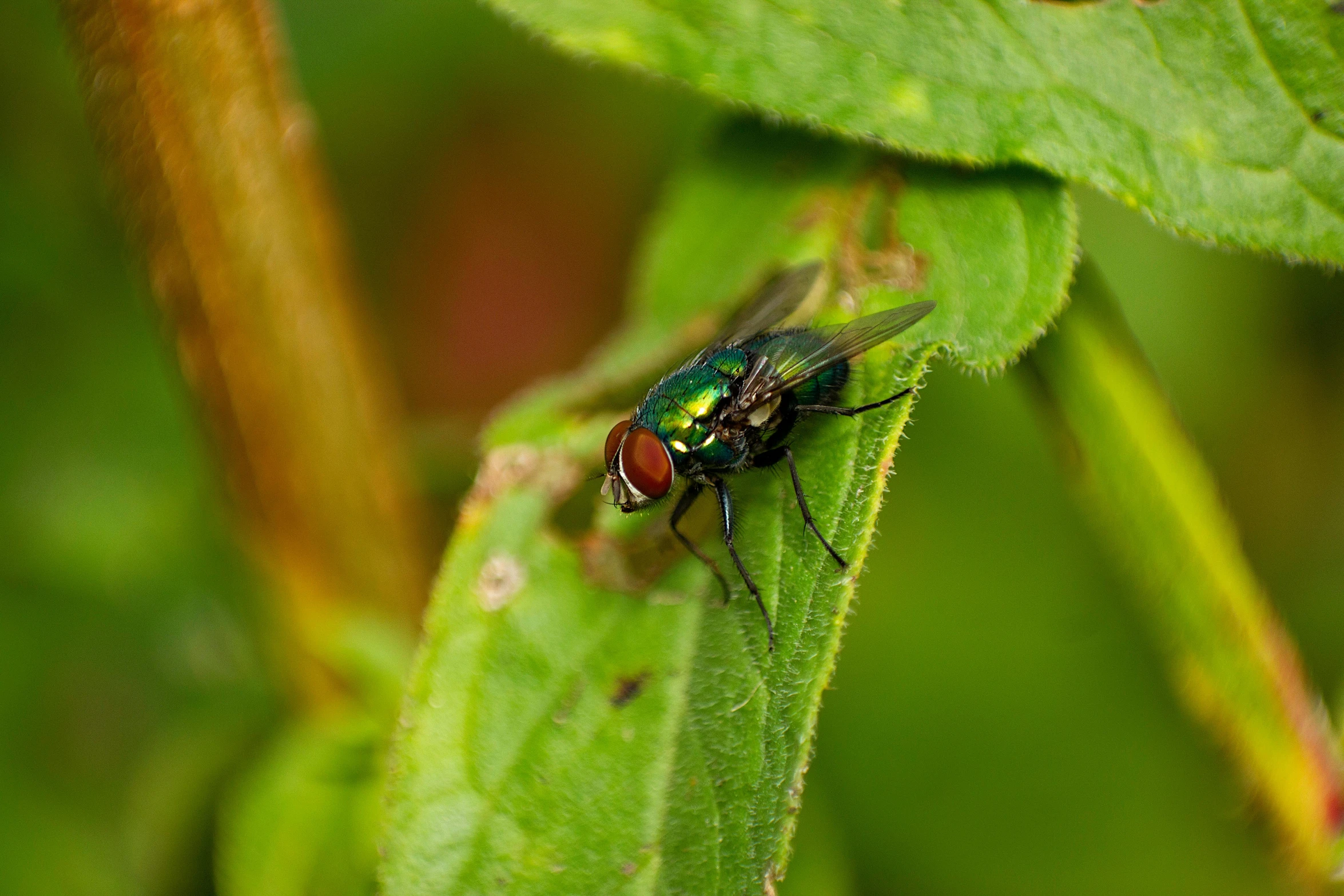 a close up of a fly on a leaf, pexels contest winner, hurufiyya, black and green, posing for camera, jets, multicoloured