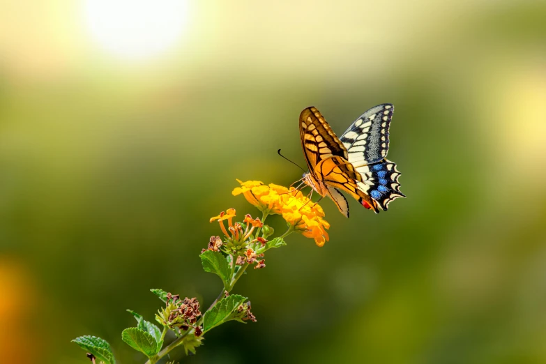 a butterfly sitting on top of a yellow flower, avatar image, golden hour photography, 15081959 21121991 01012000 4k, canvas