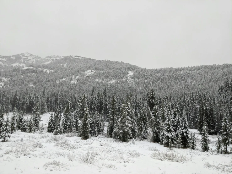 a black and white photo of a snow covered forest, inspired by Thomas Struth, unsplash contest winner, overcast gray skies, british columbia, trees in the grassy hills, muted cold colors