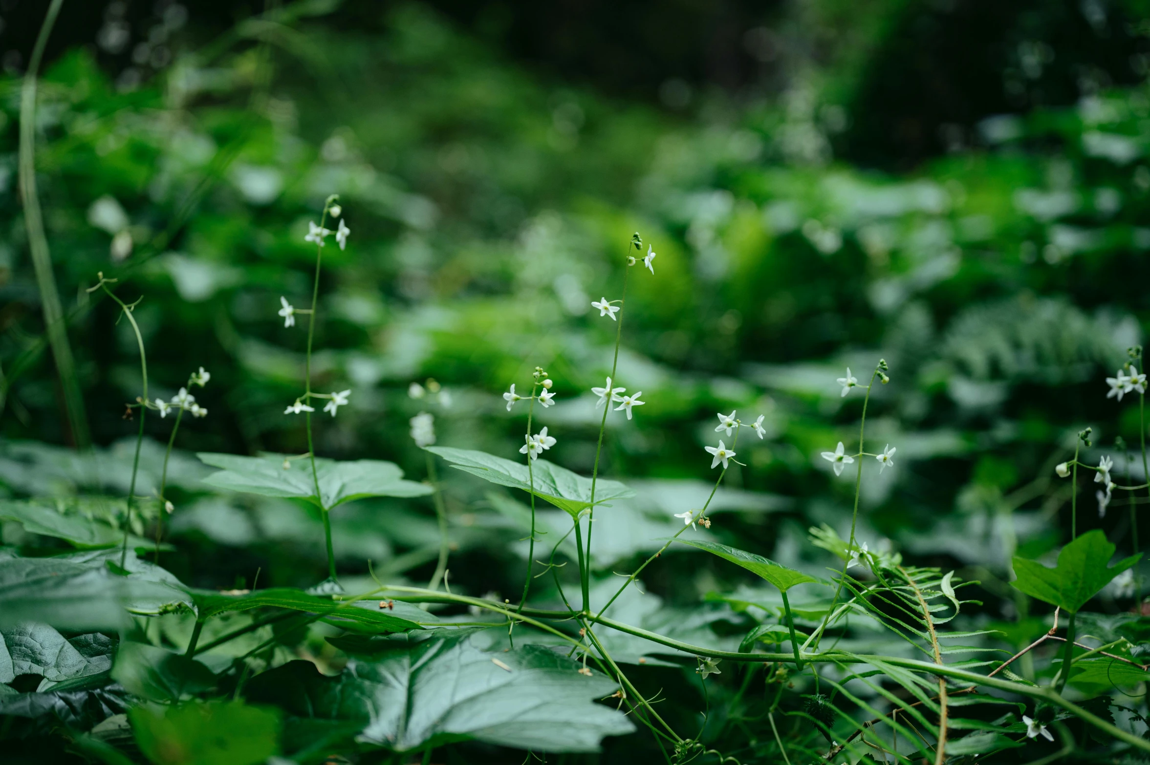 a bunch of white flowers that are in the grass, inspired by Elsa Bleda, unsplash, hurufiyya, placed in a lush forest, lobelia, in a deep forest, muted green