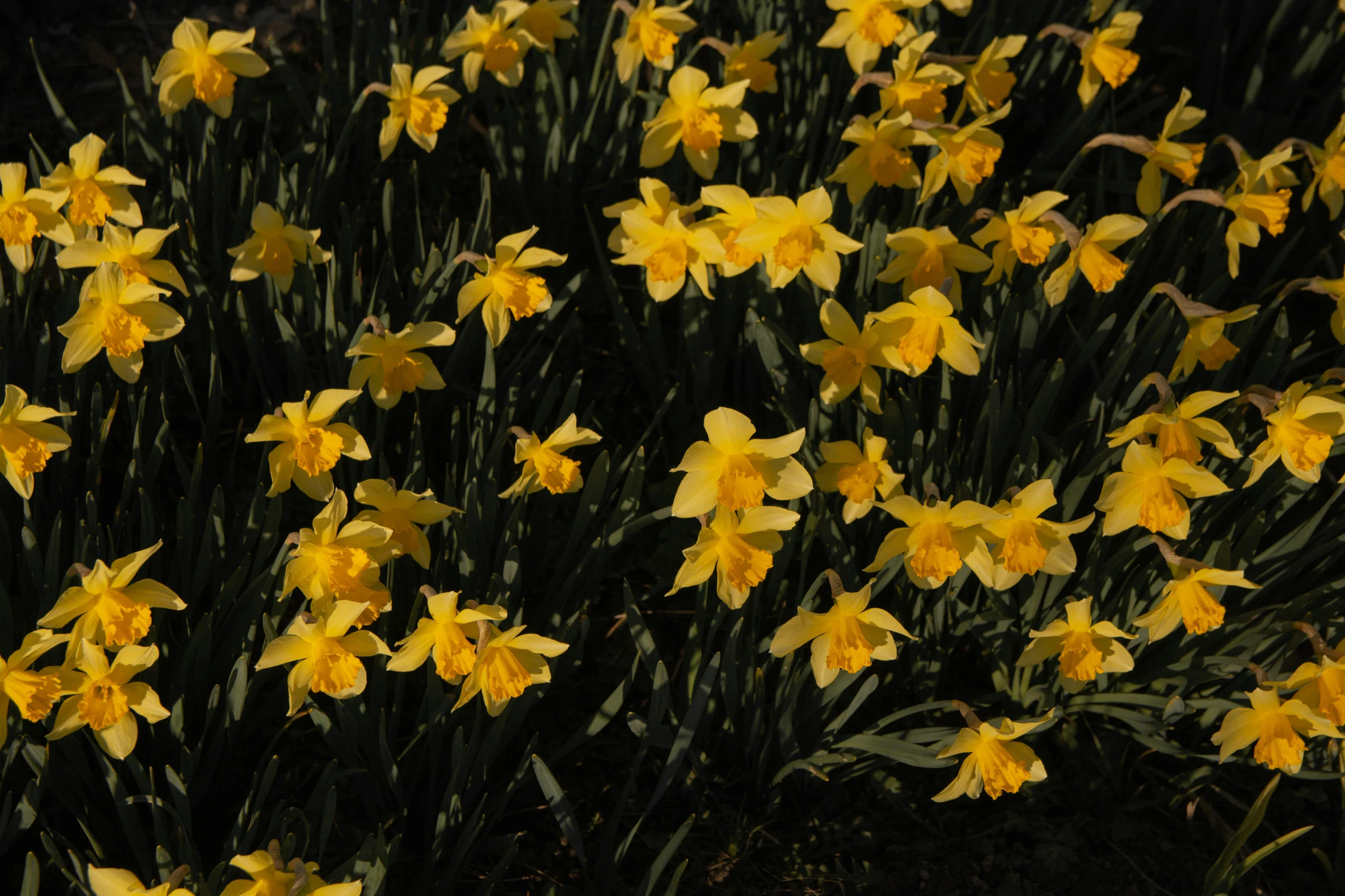 a field of yellow daffodils on a sunny day, by David Simpson, pexels, against a deep black background, medium format. soft light, ilustration, pink yellow flowers