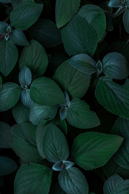 a close up of a bunch of green leaves, inspired by Elsa Bleda, trending on pexels, dark flowers, salvia, muted color (blues, high angle shot