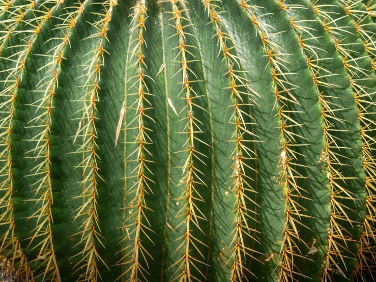 a close up of a large cactus plant, a stipple, pexels, hurufiyya, heat ripples, fern, thin antennae, thin long fine lines