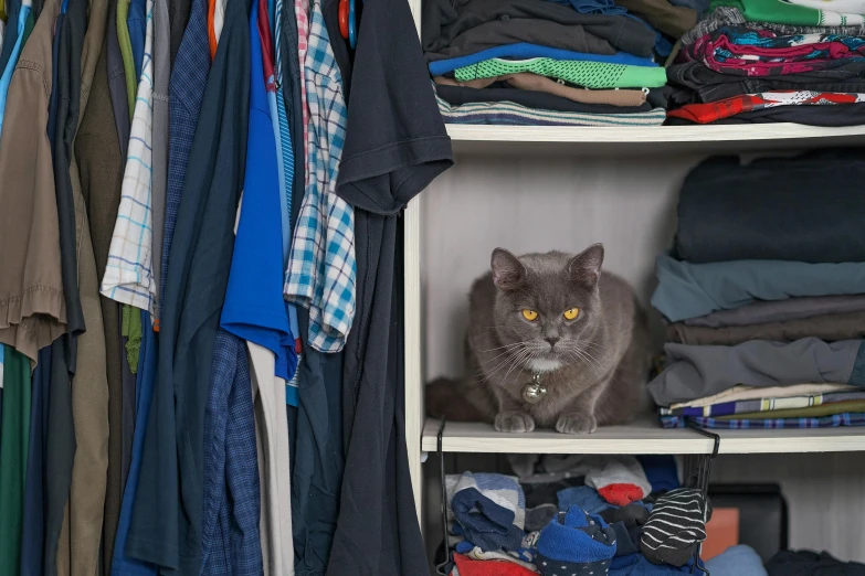 a cat sitting on a shelf in a closet, blue and grey, getty images, messy clothes, mr beast