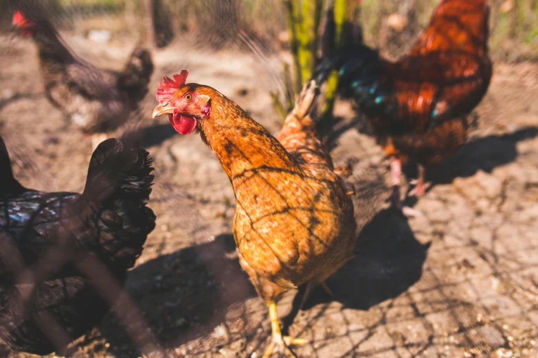 a group of chickens standing next to each other, pexels contest winner, renaissance, in the sun, profile image, meats on the ground, pov photo