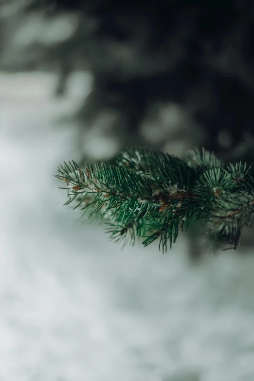 a close up of a pine tree branch in the snow, a photo, by Adam Marczyński, trending on unsplash, muted green, plain background, multiple stories, religious