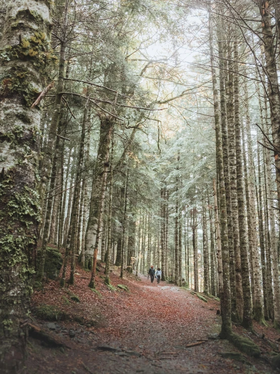 a couple of people that are walking in the woods, les nabis, irish forest, high light on the left, fall