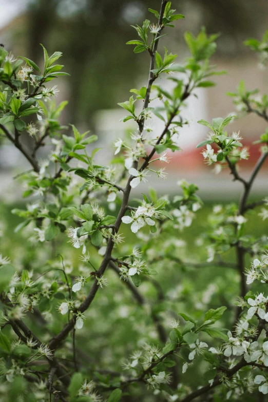 a close up of a tree with white flowers, inspired by Elsa Bleda, unsplash, arabesque, bushes, fruit, mint, 5 feet away