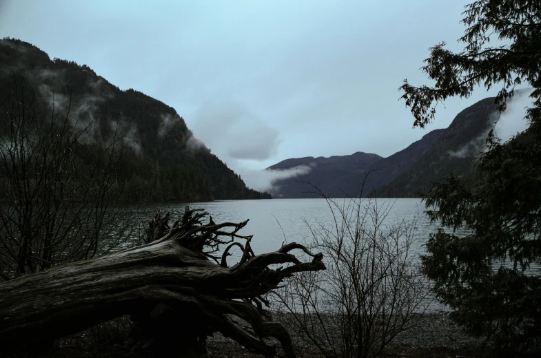 a tree that is next to a body of water, by Jessie Algie, pexels contest winner, hurufiyya, ominous! landscape of north bend, grey forest in the background, a mysterious, in lake
