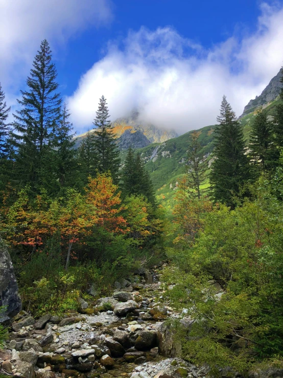 a stream running through a lush green forest, a picture, by Koloman Sokol, mountain in background, autumnal colours, slide show, tourist photo