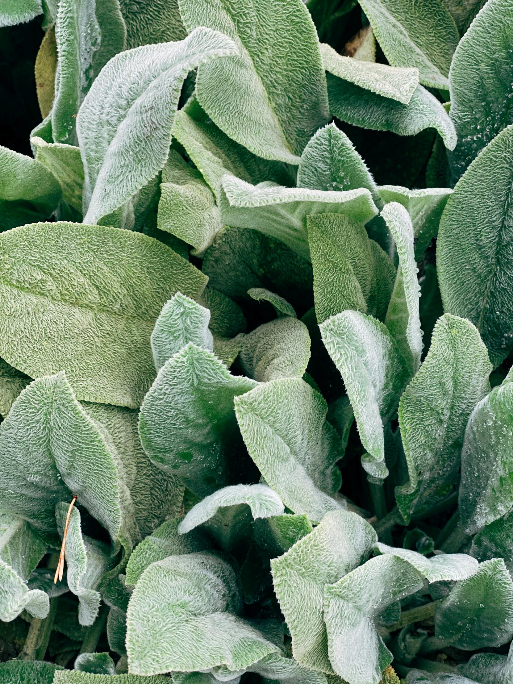 a close up of a plant with frost on it, renaissance, sage green, satin silver, grey vegetables, flat grey