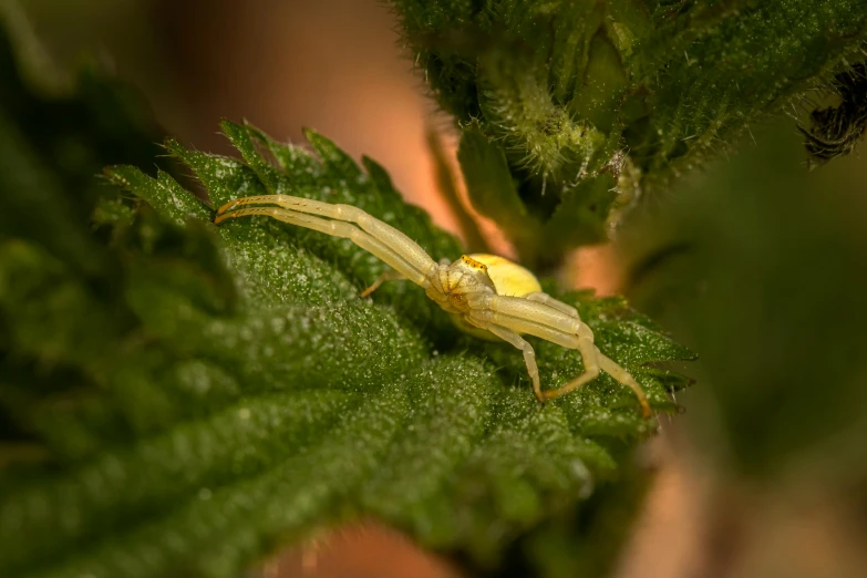 a yellow crab crab crawling on a green leaf, a macro photograph, unsplash, hurufiyya, the yellow creeper, taken with sony alpha 9, pale green glow, mid 2 0's female