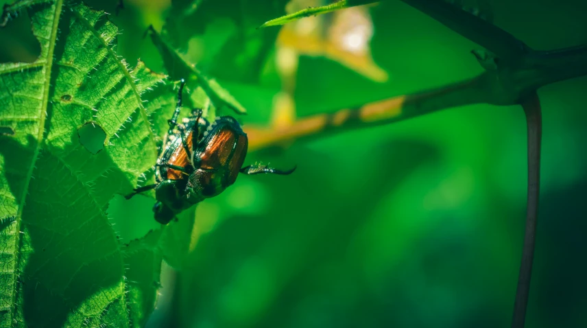 a bug that is sitting on a leaf, pexels contest winner, figuration libre, multiple stories, thumbnail, cyberpunk in foliage, high definition photo