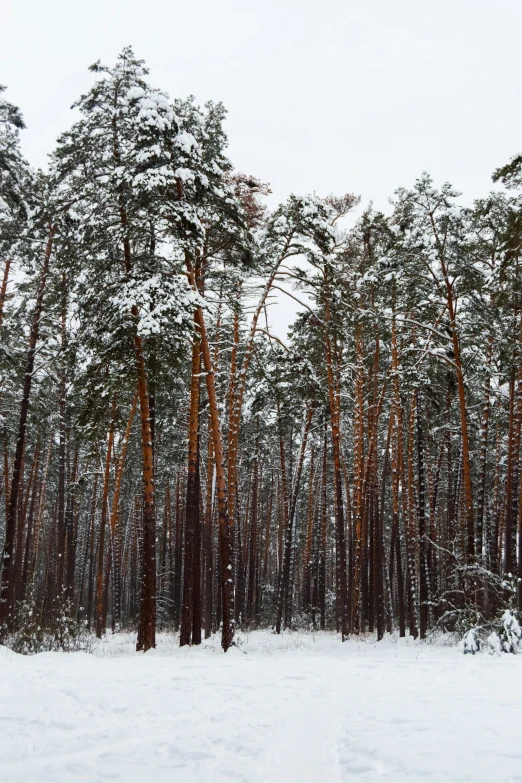 a forest filled with lots of trees covered in snow, inspired by Ivan Shishkin, unsplash, baroque, tall pine trees, brown, ((trees)), epic ultrawide shot