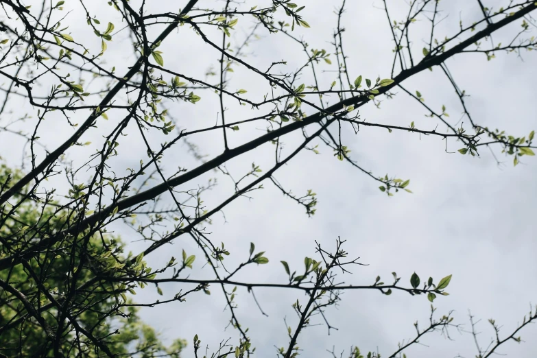 a bird sitting on top of a tree branch, an album cover, by Carey Morris, unsplash, visual art, ((trees)), early spring, 3/4 view from below, overcast skies