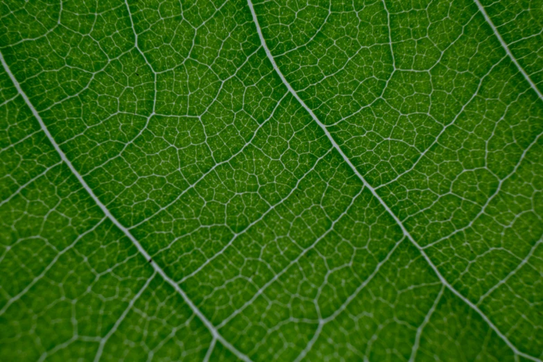 a close up view of a green leaf, by Andrew Domachowski, pexels, seamless micro detail, deeply detailed, shot on sony alpha dslr-a300, highly detailed photo