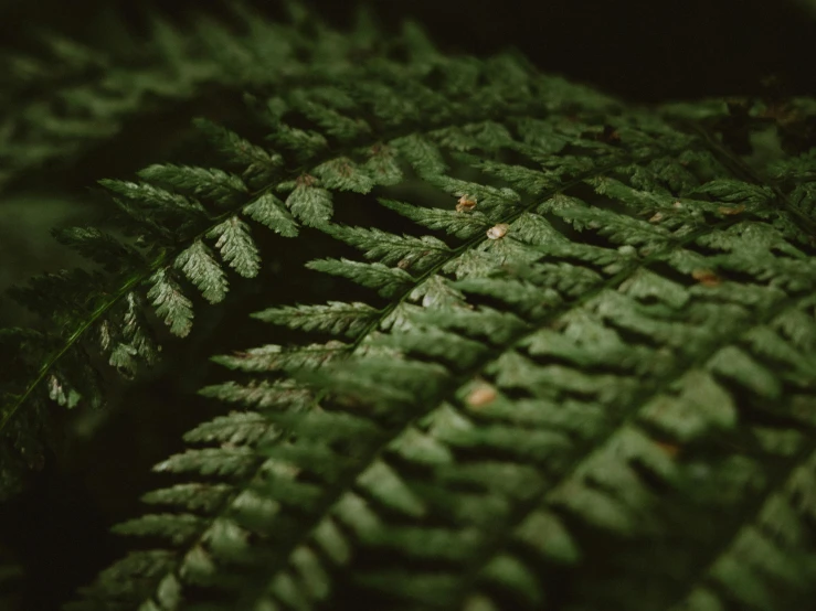 a close up view of a fern leaf, trending on pexels, dimly lit, looking down at the forest floor, shot on hasselblad, lo-fi