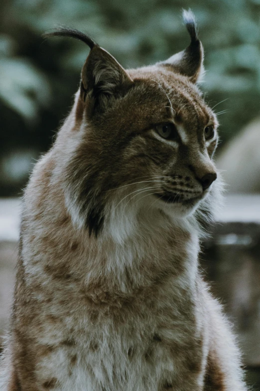 a close up of a cat sitting on a rock, bobcat standing alone on a log, slightly pixelated, strong jawline, # film