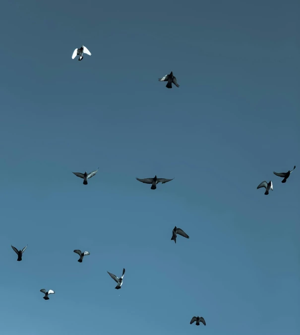 a flock of birds flying through a blue sky, unsplash, minimalism, pigeon, game, ignant, grain”