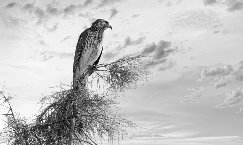 a bird sitting on top of a tree branch, a portrait, by Patrick Pietropoli, fine art, on the desert, prize winning, sky, hawk