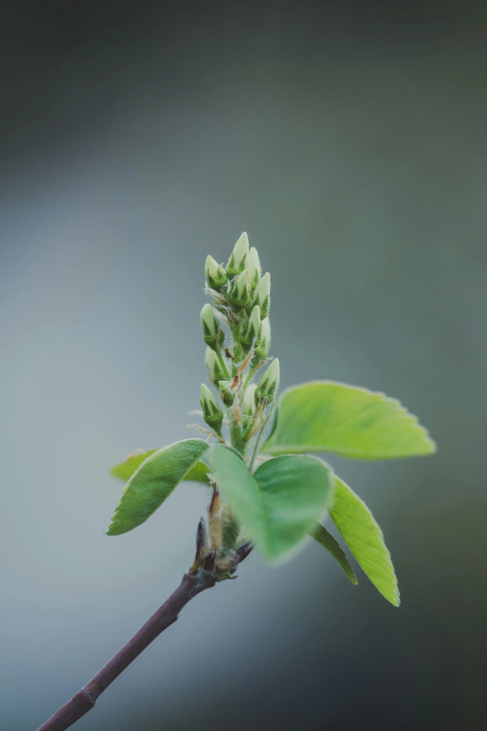 a close up of a leaf on a twig, unsplash, happening, flowering buds, medium format. soft light, overcast, stacked image